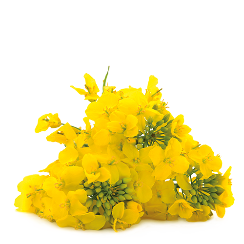 Կանճրակ<br> (50-200 կգ/հա)